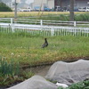 ニワトリが呼び水ならぬ呼び鳥に？！