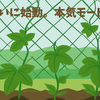 ゴーヤと唐辛子で、実家の家庭菜園が本気を出してきた
