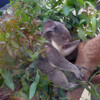 こども動物自然公園