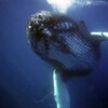 ネイチャーサウンドをバカにできない。寝つきが悪くなったわたしの耳に響くクジラの歌。