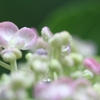 紫陽花と薔薇のある梅雨の景色