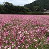 コスモス畑に行ってきました（宿毛市山奈町山田）