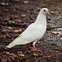 伝書鳩のブログ