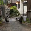 天草諸島のねこさん