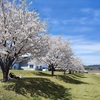 宿周辺の桜も満開です♪