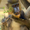 2020-04-04【その①】桜咲く動物園の朝