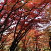 ＜写真＞今日の秋紅葉は、大阪市付属植物園の森を探索