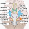 アナパナ・サティと六官の防護：瞑想実践の科学３