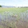 梅雨明け？