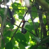 ヒヨクドリ King Bird of Paradise 1