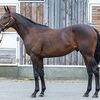 東サラなお馬さん（１歳馬）
