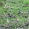 ツバメチドリの幼鳥