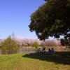 筑波大の体芸地区の池と桜