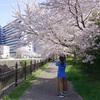 サクラ咲いていますね。その２。