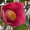 ツバキ🌺スナップエンドウ🍃