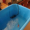 結局ユメちゃんのしっぽは治るのか