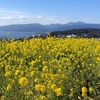 二宮吾妻山へ早咲き菜の花を見に行きました