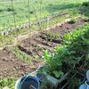 【隠居の朝の一言　貧乏のすすめ　と家庭菜園状況　05/22】