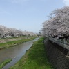 香流川の桜