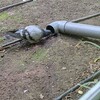 ダミーのカラスお仕事中。