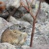 再び、東ヌプカウシ山へ②（11月18日）