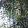 竹とムクノキの木登り伐採１日目＆色々