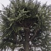 カラスに注意のお知らせ
