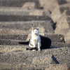 地元漁港のねこさん