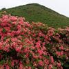 身体を虐め抜く山歩人・・・恵山ツツジ