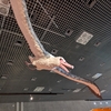 【古生物イベント】特別展 鳥 ～ゲノム解析が解き明かす新しい鳥類の系統～ (国立科学博物館)