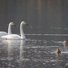 今年も白鳥が