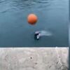 女性と一緒にキャッチボールをするイルカが、賢くてかわいい！