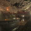 夜桜を見に行ったよ