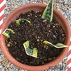サンスベリアの葉挿しに挑戦