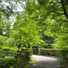 比叡山延暦寺の青葉に差し込む光