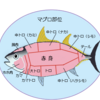 元鮨職人に聞いた魚と料理の話　マグロ編　２