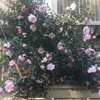 山茶花