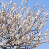 春の三連休最終日他