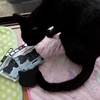 黒猫とミステリーを