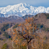 初冬の北信濃。柿と新雪の鹿島槍ヶ岳