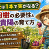 スモモは１本で実がなる？受粉樹の必要性と貴陽の育て方