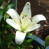 スカシユリ　白