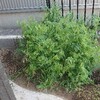 イネ科とマメ科の緑肥の共生🌱窒素のバランスを考える。