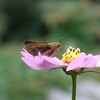 コスモスの蜜を吸うセセリチョウ