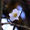 平凡な人というのは