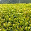 二番茶芽の生育の差