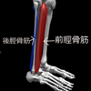 触察講座の受講と後脛骨筋