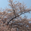 寺社を散歩、桜