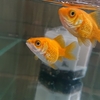 金魚の黒斑病とストレス 塩水浴の効果