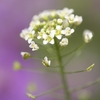 よく見れば薺花さく垣根かな